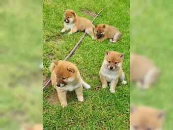 Shiba Inu s PP - Štěně - 3