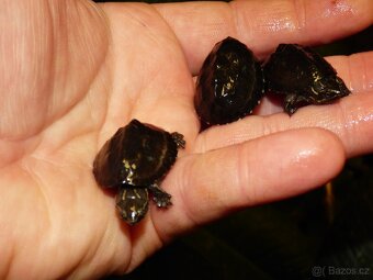 Klapavka obecná (Sternotherus odoratus) - 3