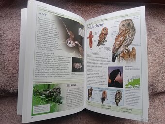 PTÁCI EVROPY-Rob Home - 3