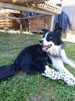 Krytí border kolie bez Pp - 3