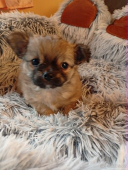 čivava dlouhosrstá - 3