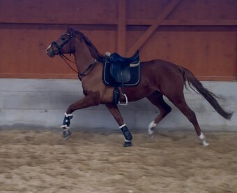 Sleva 5letý valach - 3