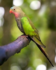 Koupím papoušek alexandřich samice 0.1 - 3