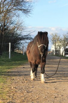 Shetland pony - 5letý hřebec s PP - 3