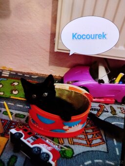 Koťátka - 3