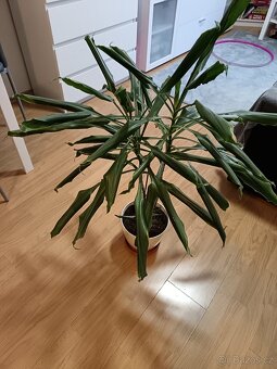 Různé pokojové rostliny - 3