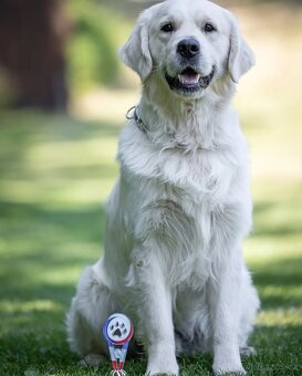 Chovný zlatý retrívr s PP ke krytí - 3