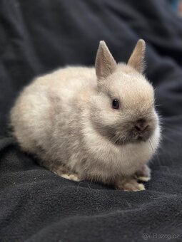 Mláďata zakrslých králíků - 3