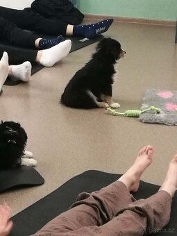 Miniaturní americký ovčák- pejsek s PP v barvě - 3