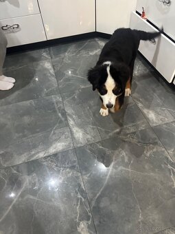 Bernský salašnický - 3