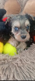 Jorkšírský teriér,Merle, Jorkšír,Biewer - 3