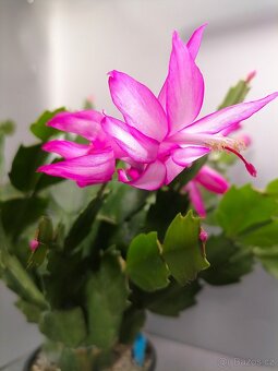 Schlumbergera - Vánoční kaktus (řízky) - 3