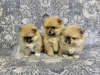 Trpasličí špic pomeranian - 3