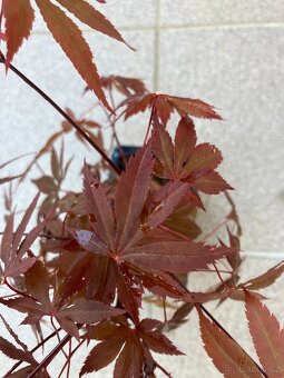 Bonsai, Bonsaj, japonský javor, skalky - 3
