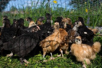 Forverka a Marans kuřata - 3