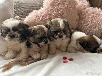 Shih-tzu - 3