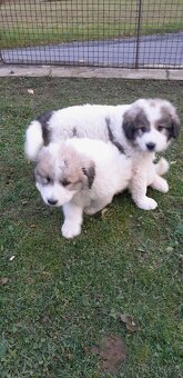 Štěně pyrenejský horský pes - 3