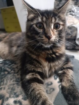 Mainská mývalí koťata - 3