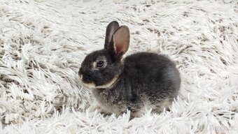 Zakrslý králík, králíček -(REX)-DYLAN A DAISY - 3