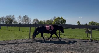 Klisna Welsh Cob D - 3