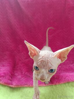 Sphynx bez PP - 3