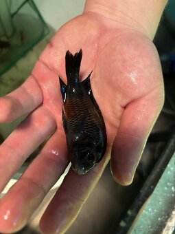 TROPHEUS BEMBA RED - 3