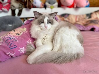 Ragdoll s PP - 3