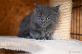 Mainská mývalí - maine coon - MCO - kočička POLLY - 3