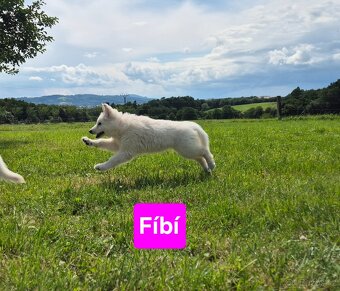 Bílý švýcarský ovčák s PP - 3