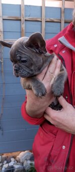 Francouzský buldoček - 3