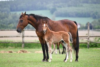 Chovná klisna po Carismo - 3