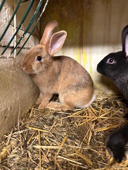 Samci králíka // samec králík - 3