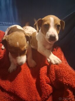 Jack Russell teriér - 3