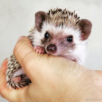 Ježek bělobřichý - 3