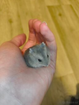 Křeček Džungarský - 3