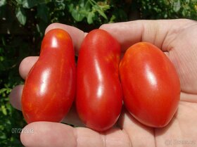 Divoká rajčata - různé druhy - semena - 3