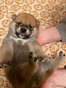 Shiba inu s PP - 3