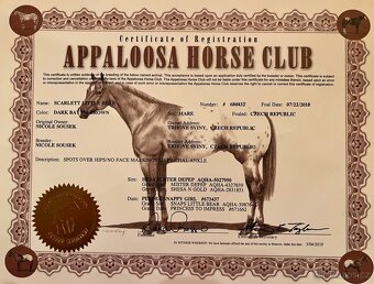 Prodam klisnu Appaloosa - 3