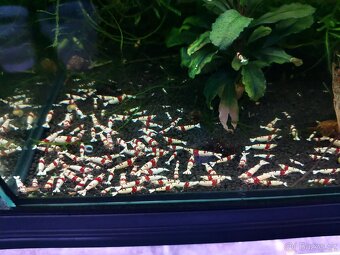 Krevetky Caridina různé druhy - 3