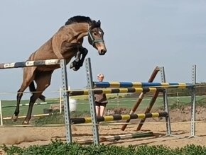 Tmavá plavka parkur 115 - 3