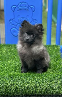 Pomeranian s PP (fenečka) - 3