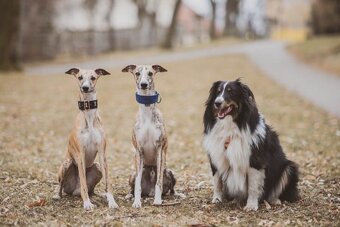Whippet-krytí, uchovněný - 3