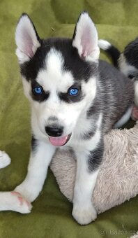 Sibiřský husky bez PP - poslední 3 kluci - 3