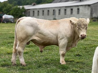 Plemenný býk charolais II. turnus - 3