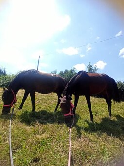 Sháníme pozemek k pronájmu - 3