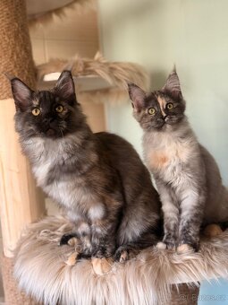 Mainska mývalí s PP - 3