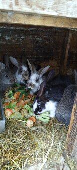 Mladí králíci - 3