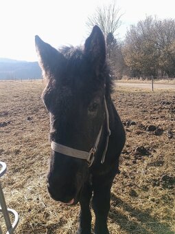 Percheron - 3
