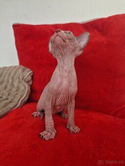 Kanadsky sphynx bez PP - 3