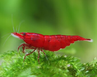 Krevetky - Neocaridina Bloody Mary - 3